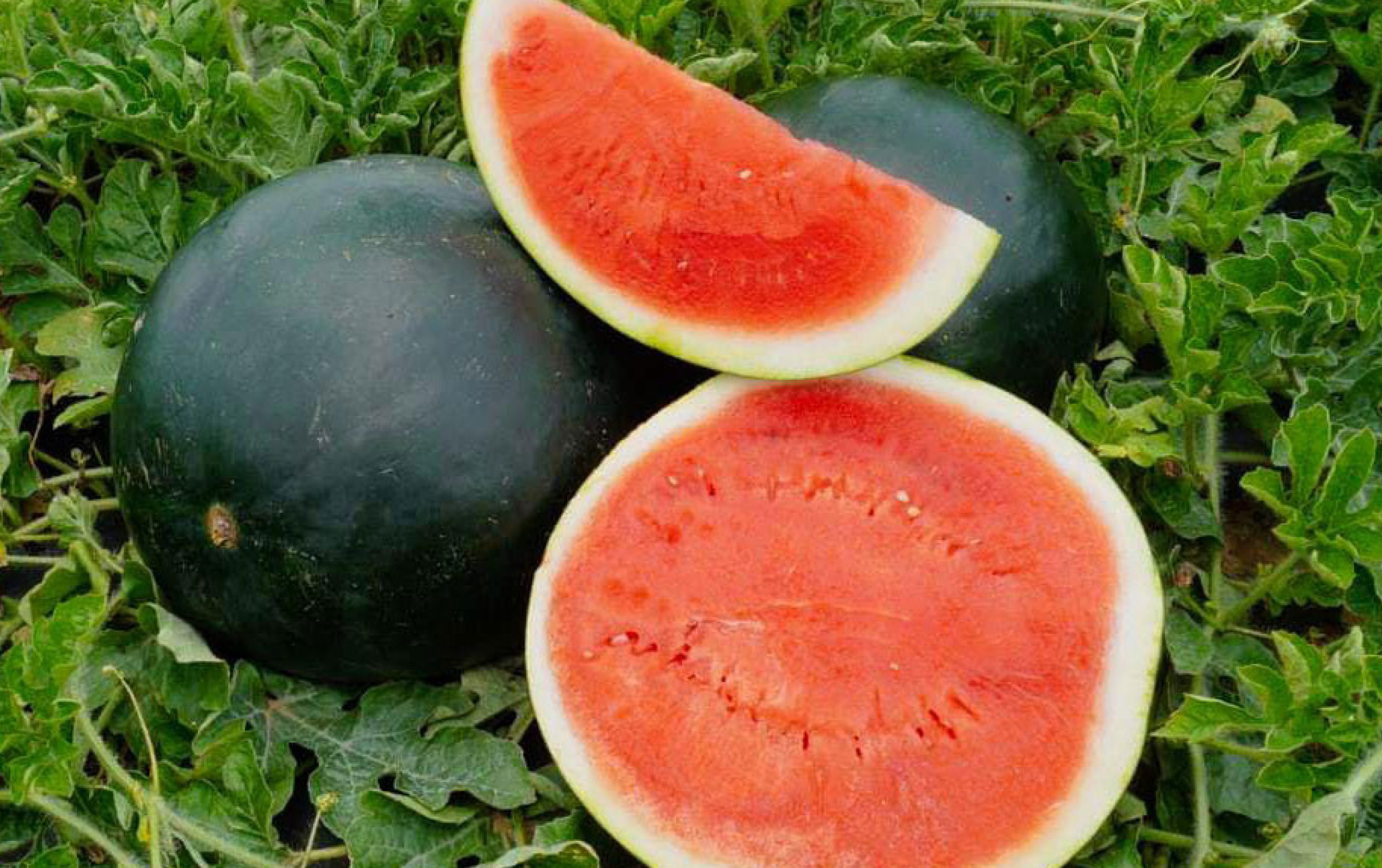 New Arrivals: Two whole watermelons with dark green rinds and one cut watermelon revealing bright red flesh and seeds, arranged on green leafy vines outdoors.