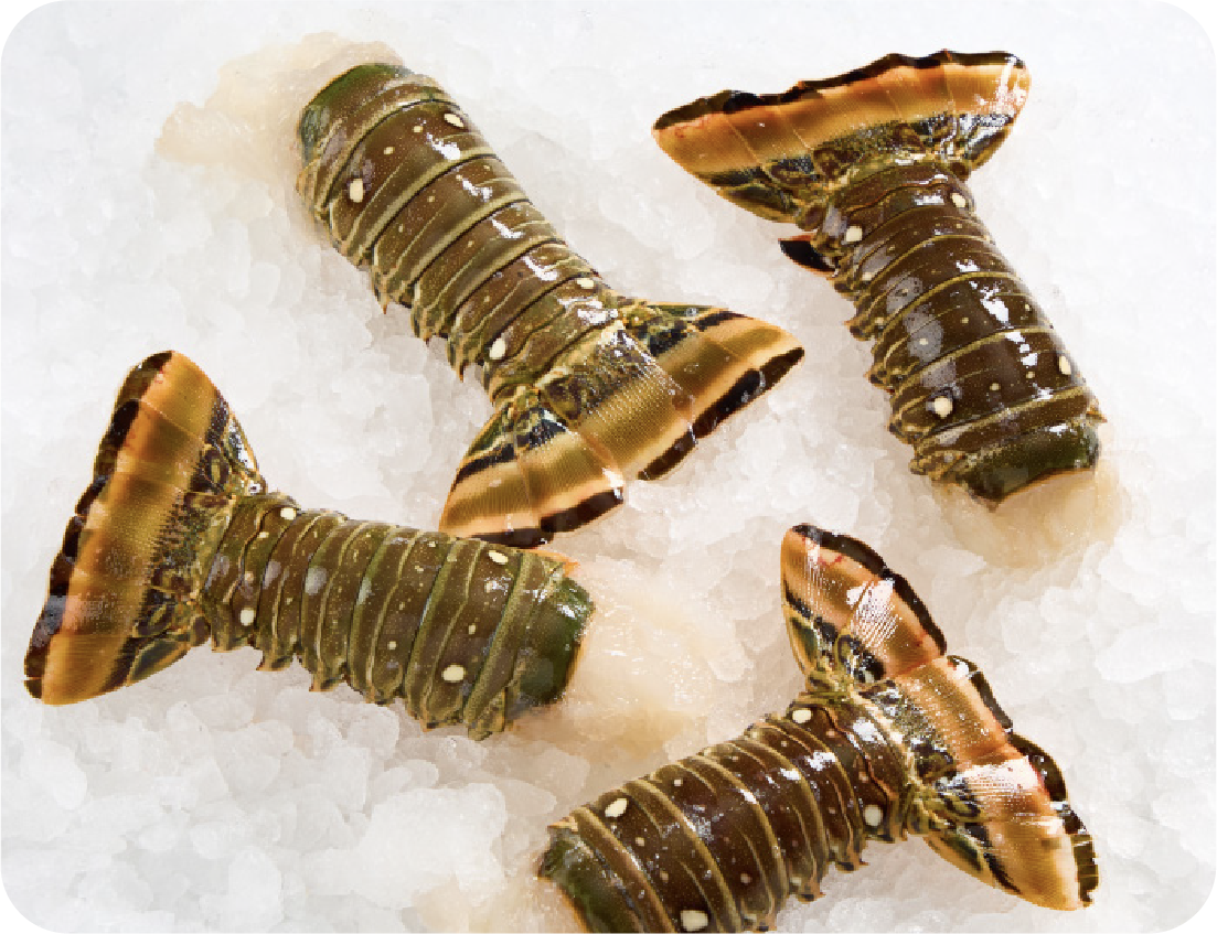 Four raw lobster tails with dark green and orange shells are arranged on a bed of crushed ice, their white flesh exposed—an inviting highlight for any Seafood Showcase.